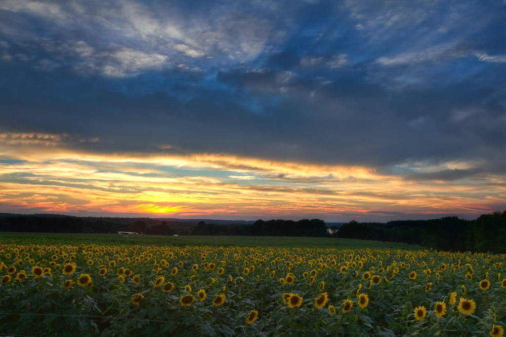 Sunflower-at-Sunset-Mike-Dooley.jpg