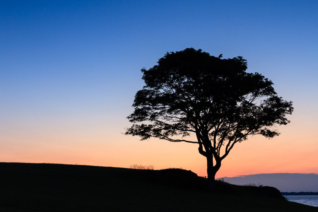 Lone tree at sunrise, fine art landscape photograph by Mike Dooley