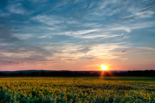 Blue Skies and Sunflowers Blue Skies and Sunflowers