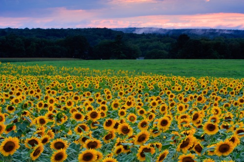 Field of Flowers Field of Flowers