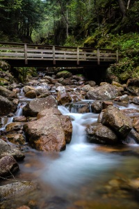 Footbridge in the Woods