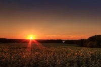 Golde Hour Sunflowers
