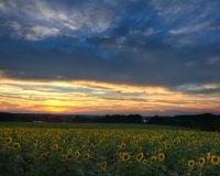 Sunflower at Sunset