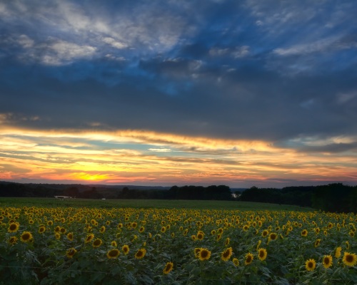 Sunflower at Sunset Sunflower at Sunset