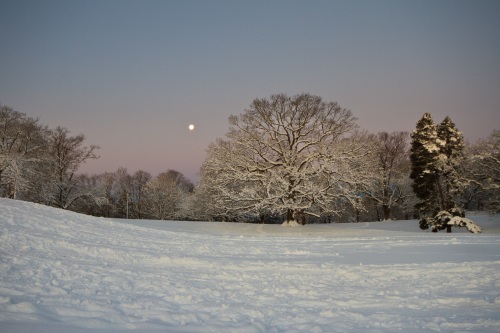 Moonrise in the Park Moonrise in the Park