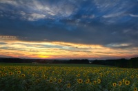 Sunflower at Sunset