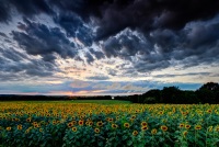 Sunflowers Under Stormy Skies