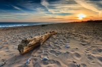 Driftwood at Moonstone Beach