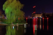 A Tree in the City