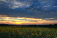 Sunflower at Sunset