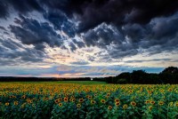 Sunflowers Under Stormy Skies