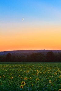Sunflowers Under a Crescent Moon