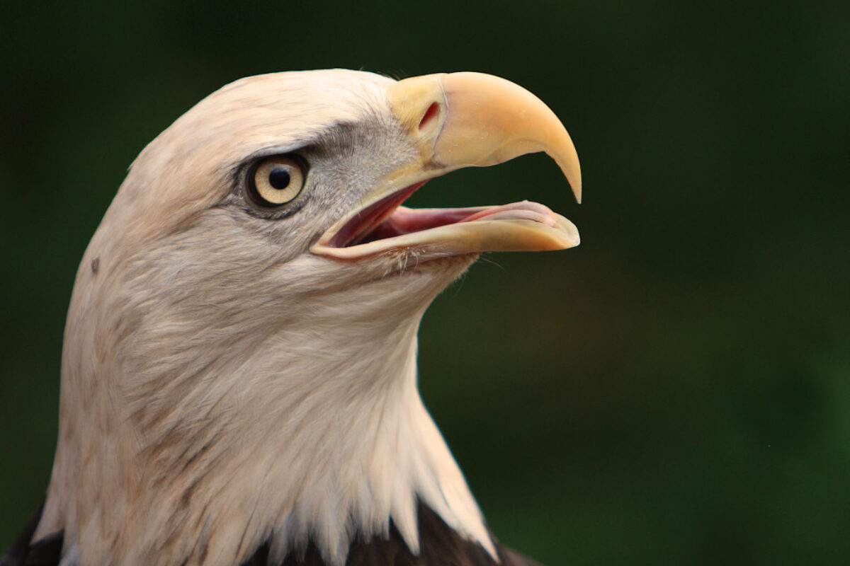 The Bald Eagle – The Symbol of a Nation