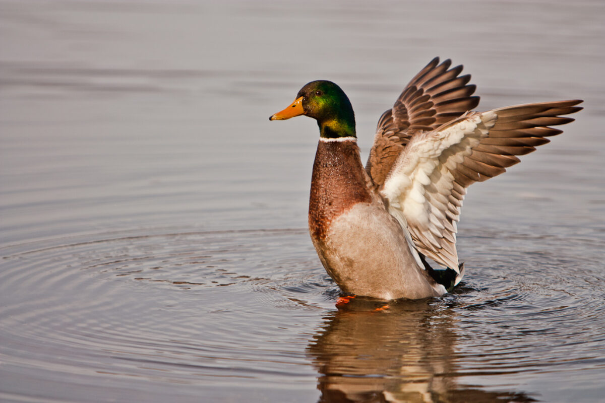 A Mallard Duck Stretches His Wings