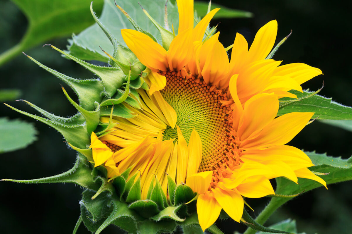 Sunflowers at Sunset