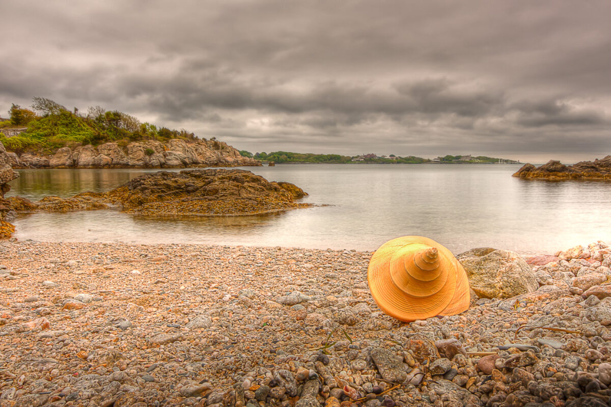Sea shell by the sea shore