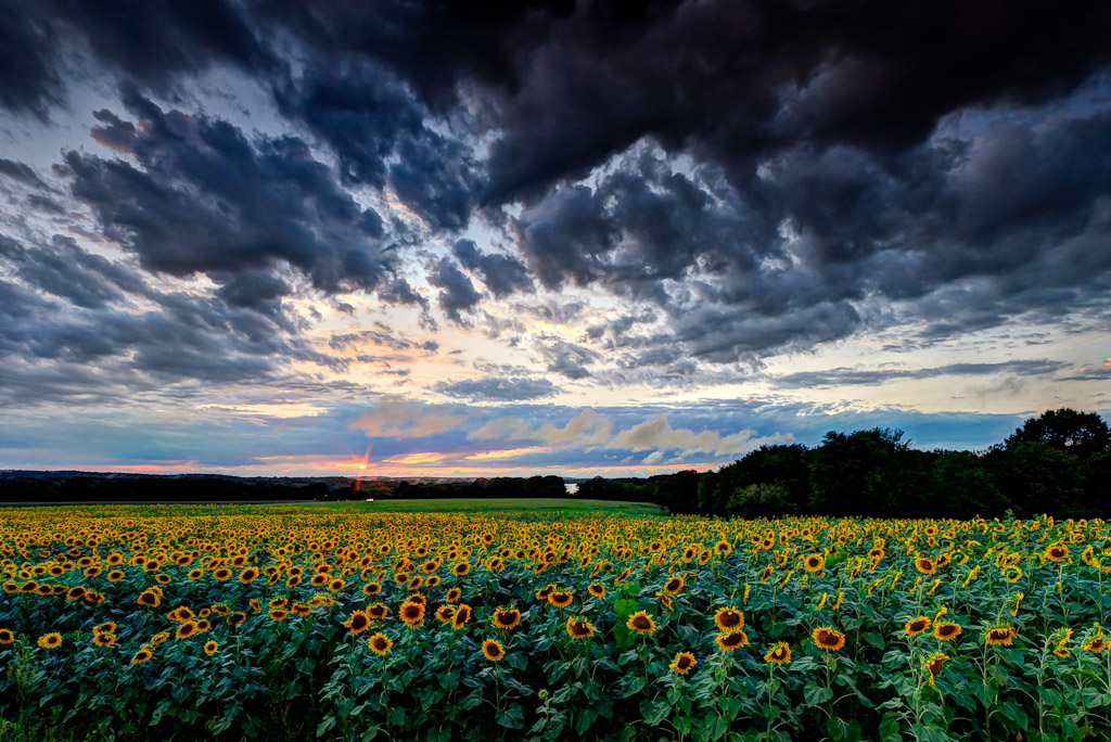 Sunflowers-Under-Stormy-Sky-Mike-Dooley.jpg