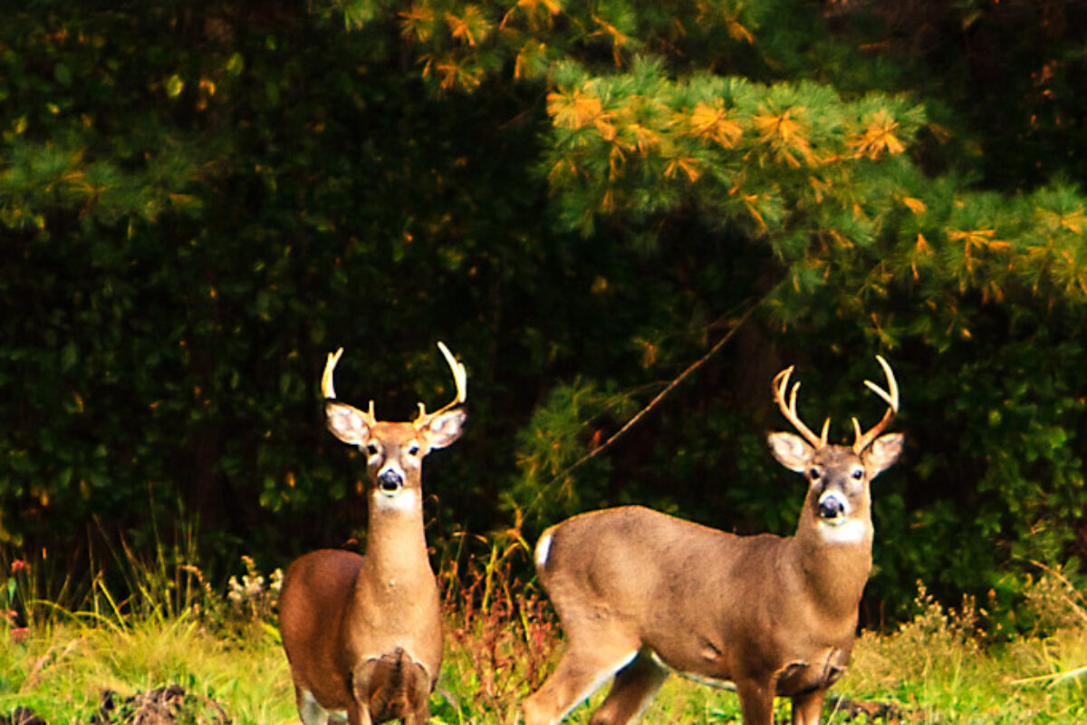 Photographers Keep a Camera Close