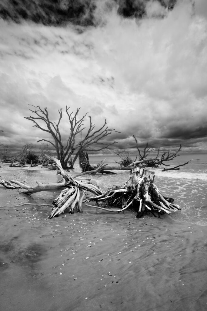 Black and white photo of The Boneyard beach on a South Carolina barrier island—washed-up trees scattered across sand under a dramatic sky.