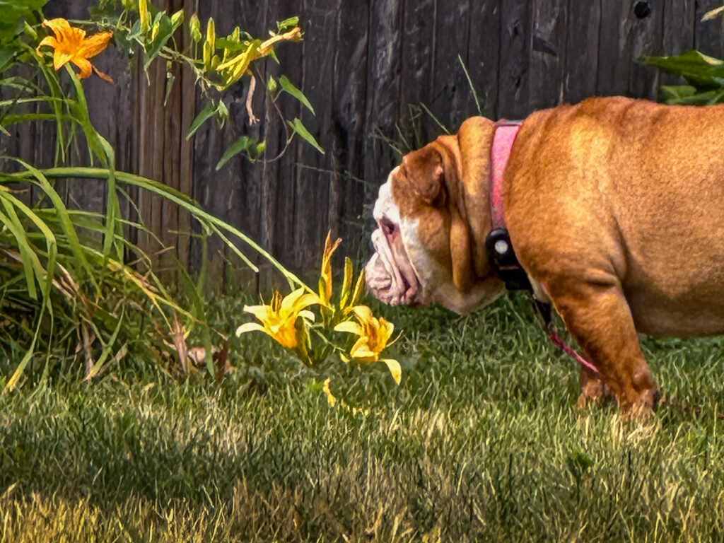 Healing through photography — English bulldog Trixie in backyard, taking a moment from her busy day to sniff the flowers.