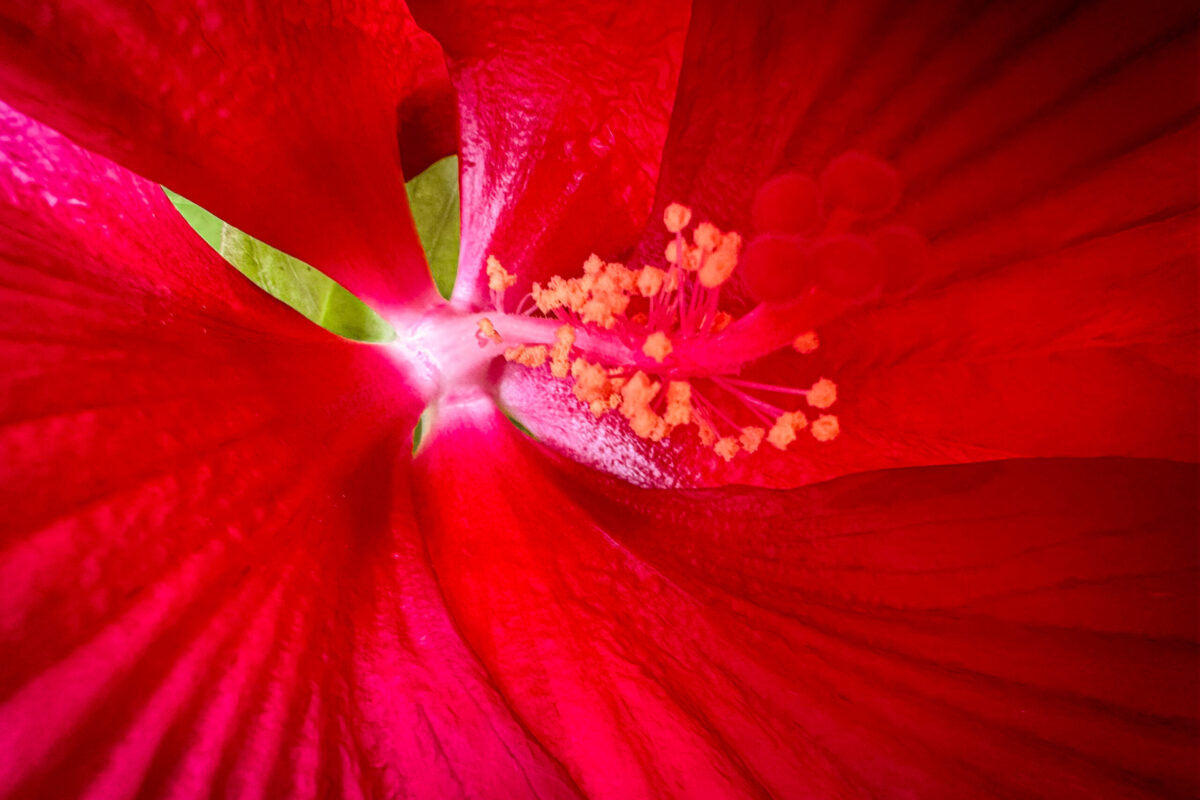 Photography for Anxiety Relief