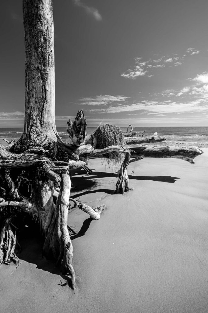 Black and white photograph of a tree with roots exposed by erosion, appearing to stand on legs.