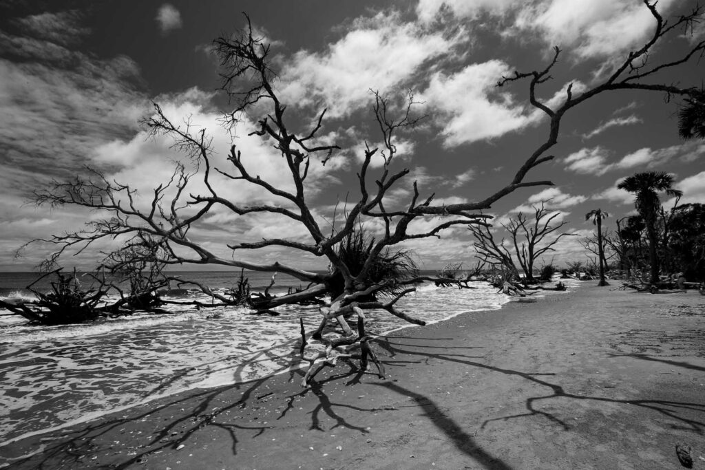 Black and white photo of a large fallen tree lying on its side on the beach, viewed from above with its tangled root ball at the far end.