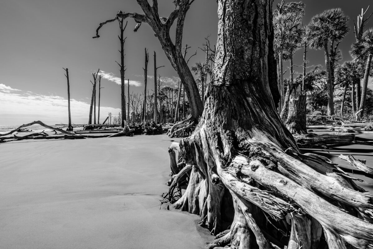 The Boneyard: Ghost Forests of the South Carolina Coast