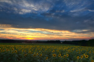 Sunflowers glowing in the sunset at a Connecticut sunflower farm