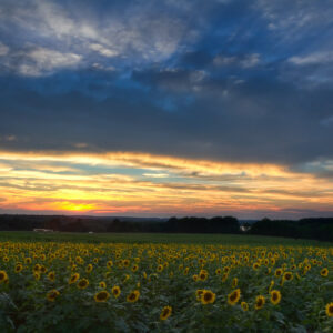 Sunflowers glowing in the sunset at a Connecticut sunflower farm