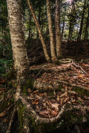 Cluster of trees along a riverbed in New Hampshire, surrounded by forest, photographed by Mike Dooley.