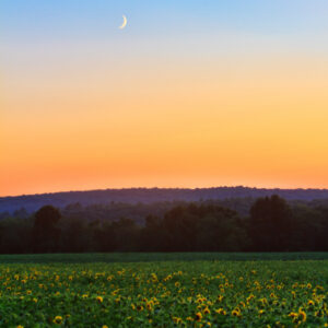 Field of sunflowers illuminated by moonlight under a crescent moon, photographed as a fine art print by Mike Dooley.