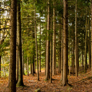 Wooded forest scene in northern Rhode Island with soft natural light, photographed by Mike Dooley.