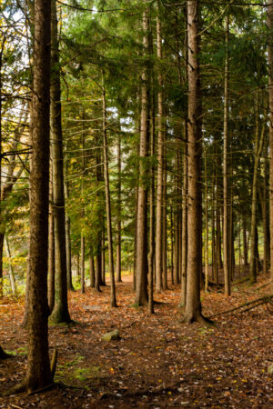 Wooded forest scene in northern Rhode Island with soft natural light, photographed by Mike Dooley.