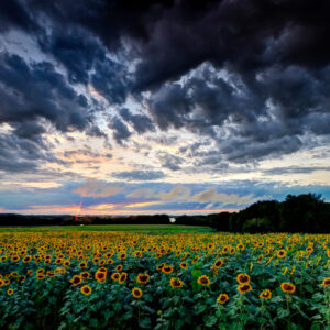 Sunflowers under stormy skies, fine art landscape photograph by Mike Dooley