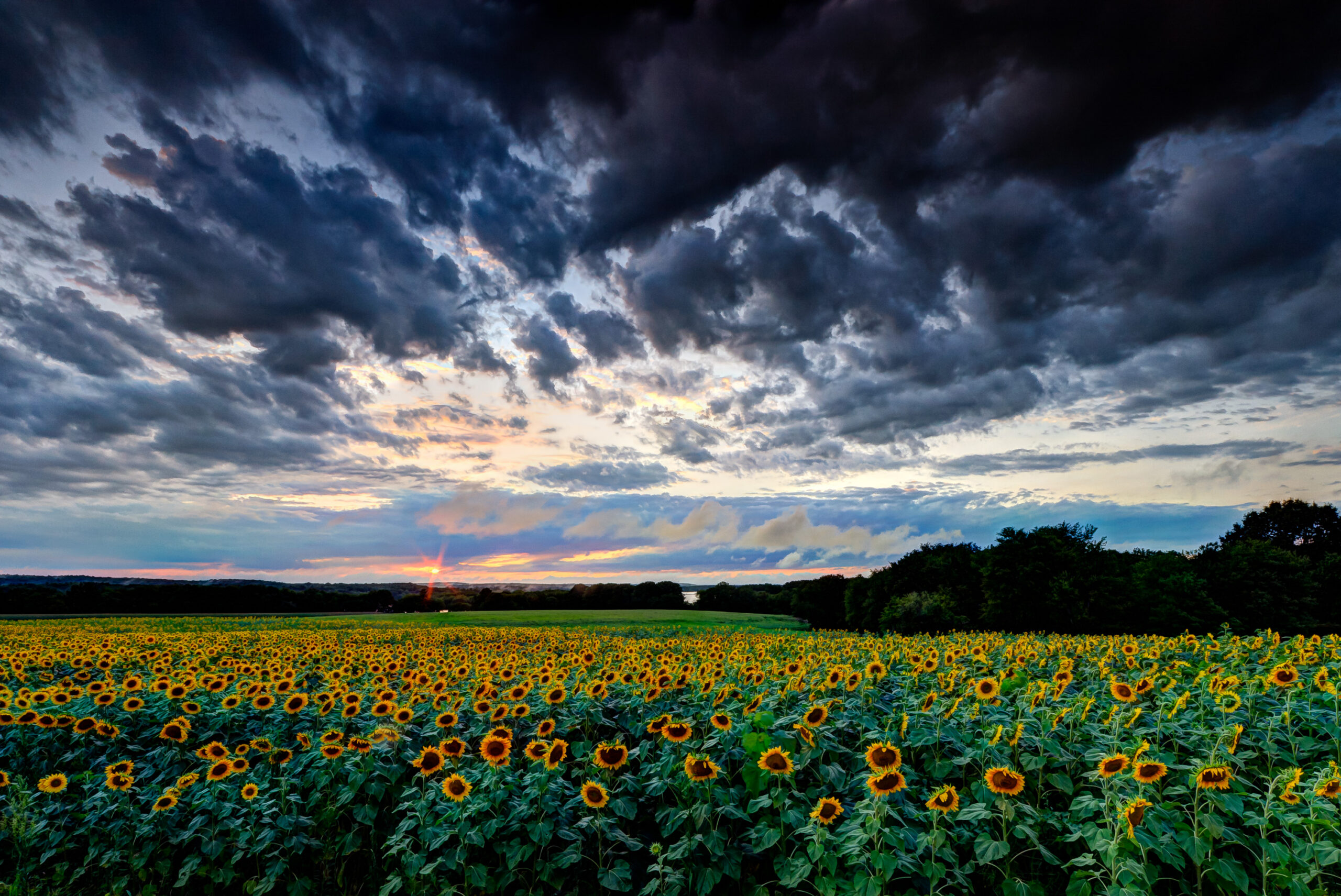 Sunset through silhouetted trees, fine art landscape photograph by Mike Dooley