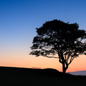 Lone tree at sunrise, fine art landscape photograph by Mike Dooley
