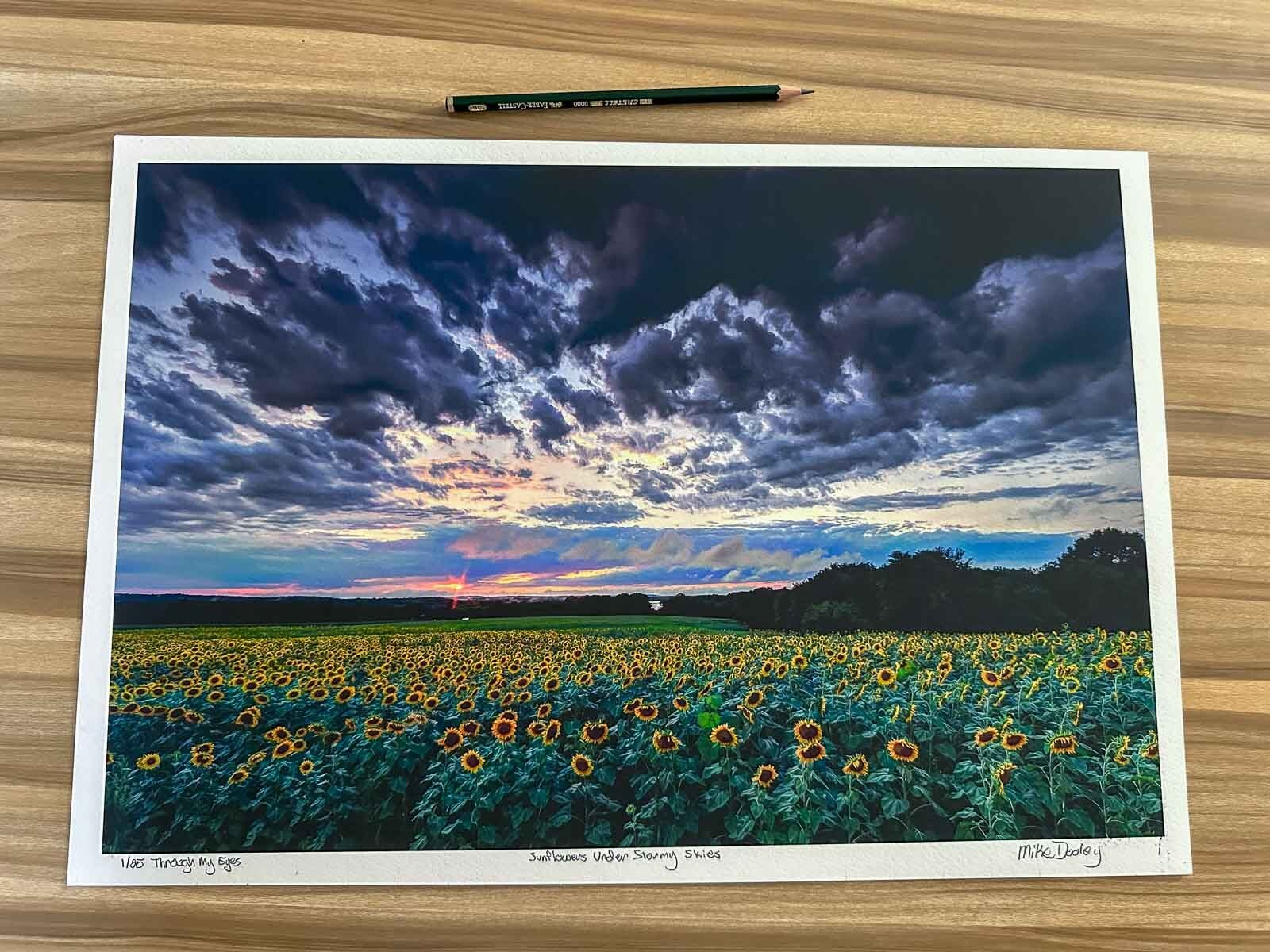 Limited edition fine art print of “Sunflowers Under Stormy Skies” by Mike Dooley, with signed story sheet and certificate of authenticity.