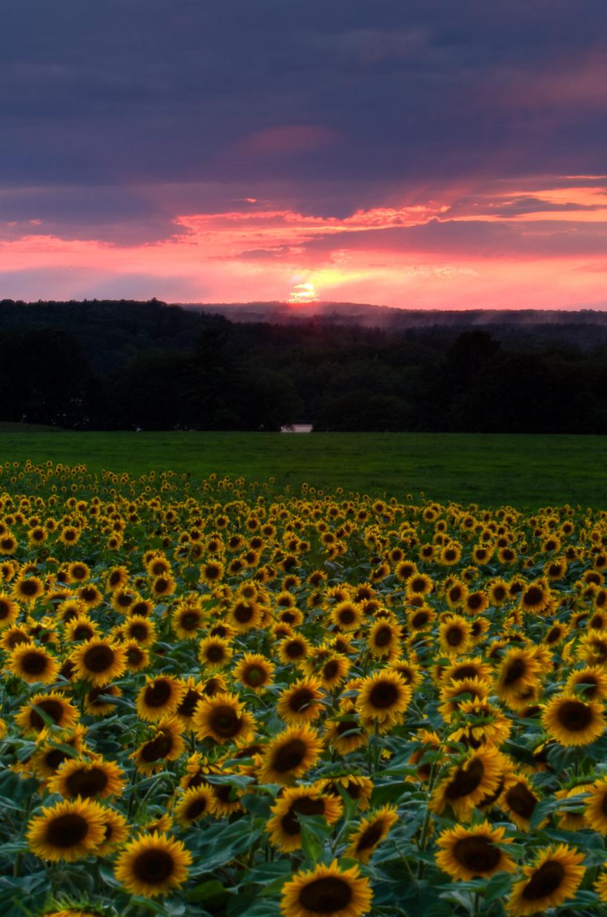 Sunflower field at sunset with fire-colored sky, taken by Mike Dooley Photography