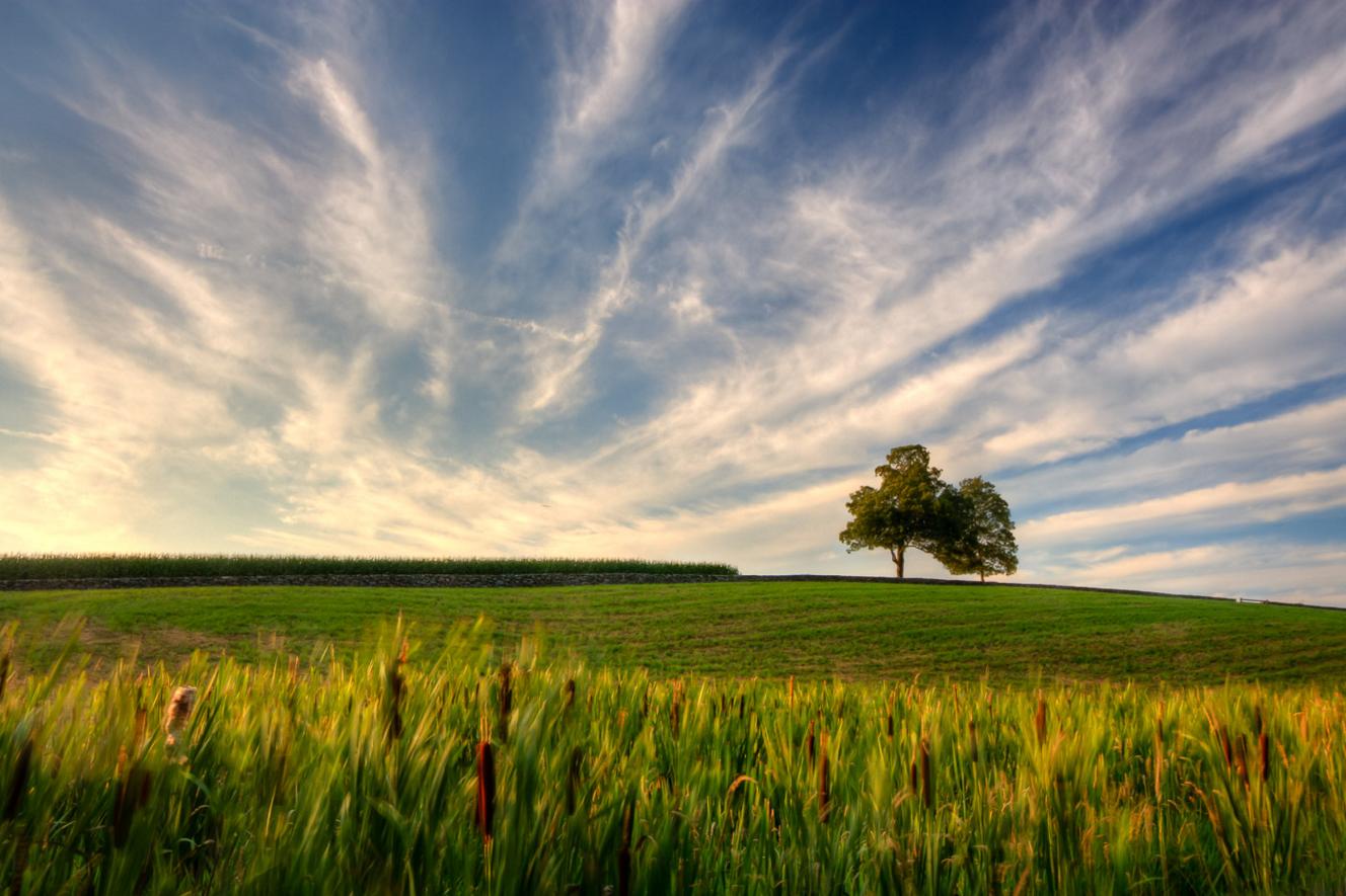 Two trees on a hill under a warm summer sunset sky, New England countryside