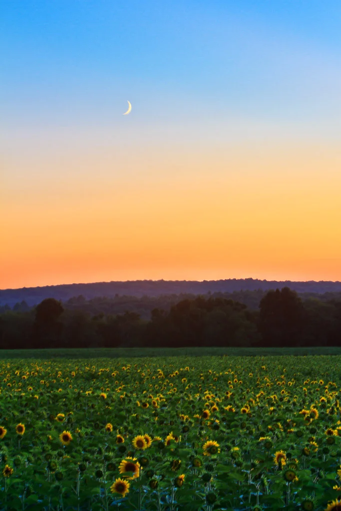 Crescent moon over a sunflower field at sunset, Buttonwood Farm, Griswold, Connecticut