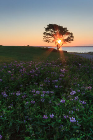 Sun rising through a lone tree above a field of purple wildflowers at Rocky Point Park in Warwick, RI