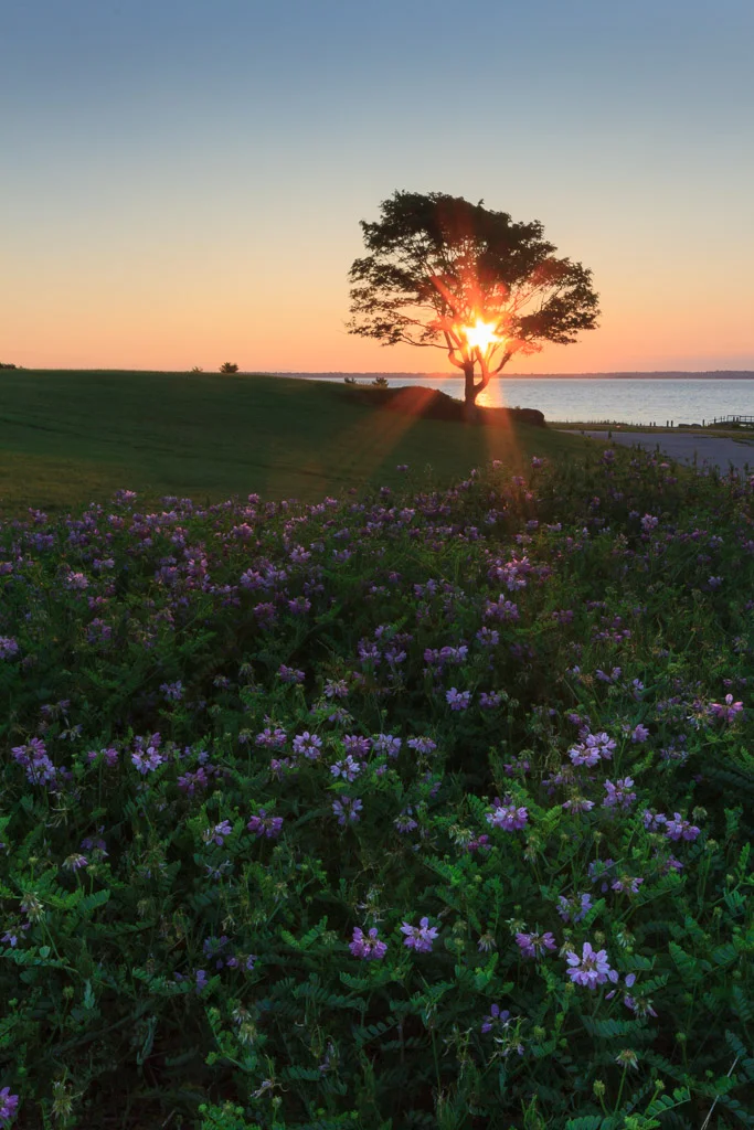 Sun rising through a lone tree above a field of purple wildflowers at Rocky Point Park in Warwick, RI