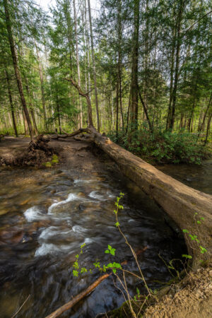 A fallen tree lying along a stream in green spring woods, Tennessee, by Mike Dooley