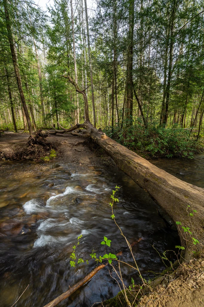 A fallen tree lying along a stream in green spring woods, Tennessee, by Mike Dooley