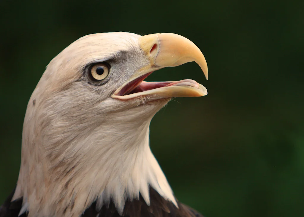 Close-up portrait of a bald eagle, photograph by Mike Dooley