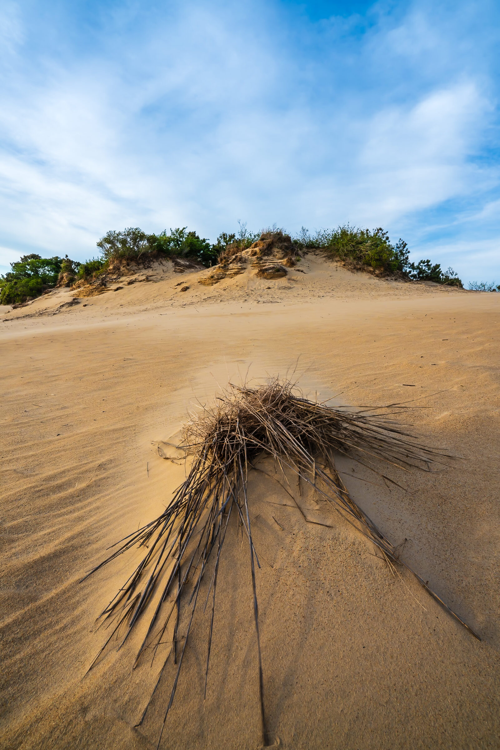 A tuft of dune grass on the sand at Jockey's Ridge State Park under a blue sky, Outer Banks, North Carolina, photograph by Mike Dooley