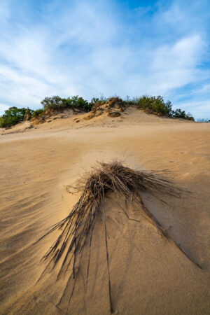 A tuft of dune grass on the sand at Jockey's Ridge State Park under a blue sky, Outer Banks, North Carolina, photograph by Mike Dooley