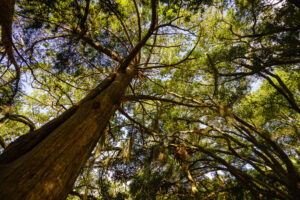 Wide-angle view looking up a tree trunk into a green canopy against the sky, Rhode Island, by Mike Dooley