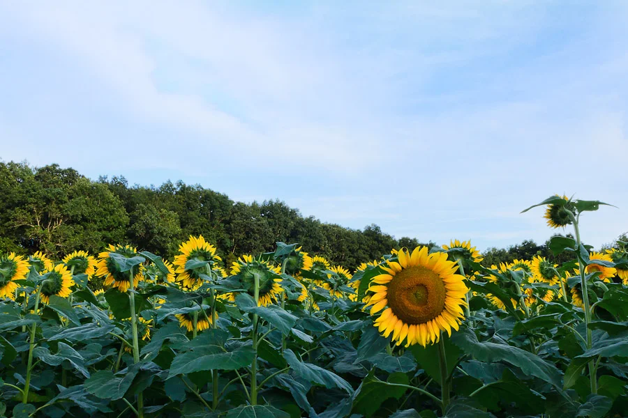 Field of sunflowers with one large bloom standing out, fine art photograph by Mike Dooley
